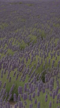 Purple lavender field in bloom under clear sky