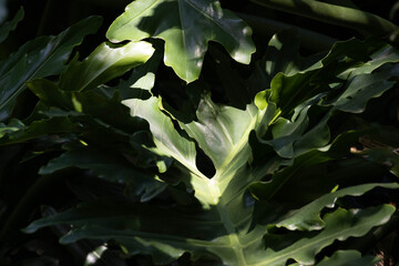 Sunlit Tropical Philodendron Leaves in Lush Garden © foreverhappy