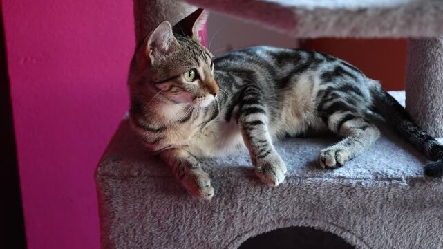 Adorable tabby kitten with green eyes resting on a scratching post looking at the camera