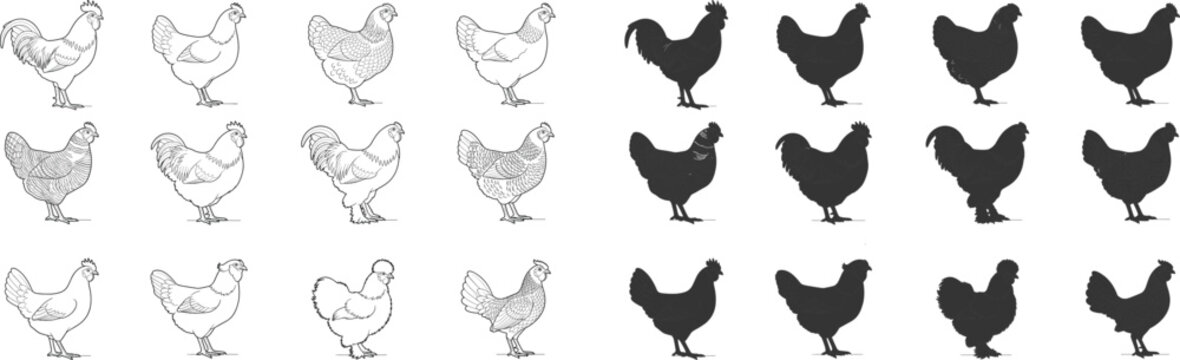 Chicken and rooster vector collection featuring detailed line art sketches and solid black silhouettes