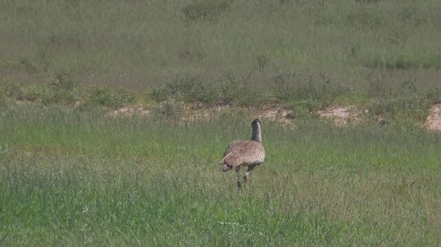 Kori bustard walking through lush green grassland
