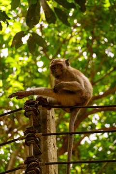 Monkey scratching