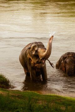 Elephant throwing water in the river