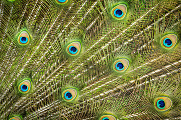 Obraz premium Colorful Peacock Feather Close-Up Showing Ornamental Eye Pattern and Iridescent Texture