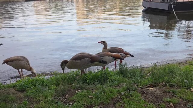 Static shot of three geese foraging and feeding along riverbank near moored boat with calm water reflections in afternoon park setting. Birds on the banks of the Vltava in Prague.