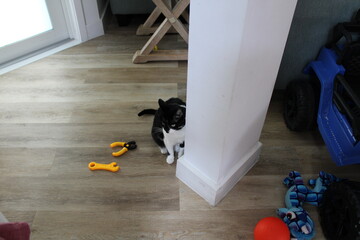 Toys and cat © Hector