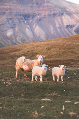 Group Icelandic lambs face the camera beside a grazing sheep in a remote summer meadow. Cuteness © Fauren