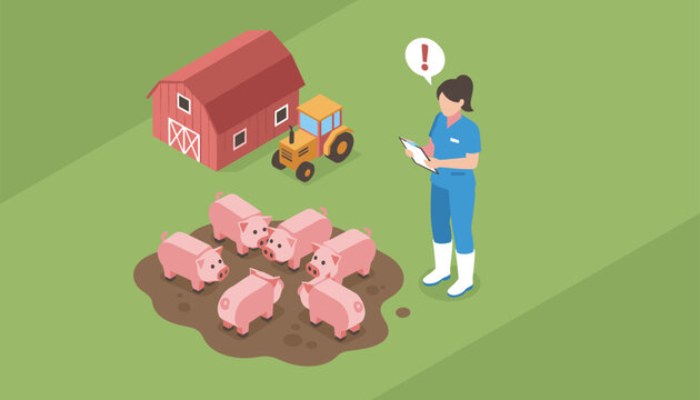 Female veterinarian inspecting a group of pink pigs in a mud puddle near a red barn and a tractor on a farm site.