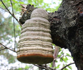 Tinder fungus or hoof fungus (Fomes fomentarius) grows in nature © orestligetka