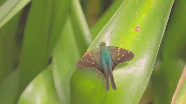 A long-tailed skipper butterfly rests on a leaf and then flies away