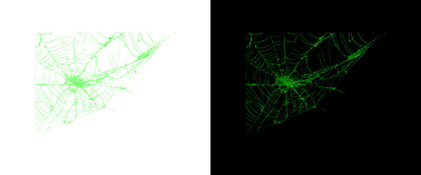 Intricate spider web patterns on white and black backgrounds, delicate silk cobweb textures, natural geometric arachnid design for spooky or organic themes