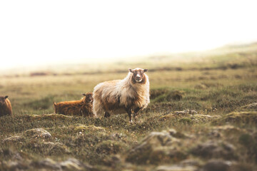 Icelandic sheep stands in a quiet summer meadow near Kerlingarfjoll © Fauren