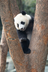 Obraz premium Close up Little Panda, Wang Chu, on the tree, Chongqing, China