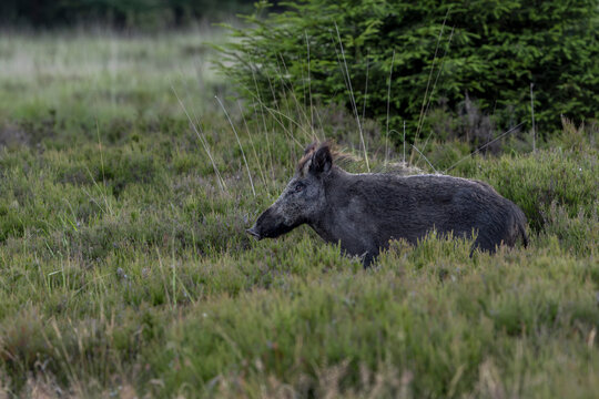 Die Wildschweinbache (Sus scrofa) in der Sommerdecke &uuml;berquert am Abend eine Heidefl&auml;che auf der Suche nach Nahrung, Juli, D&auml;nemark