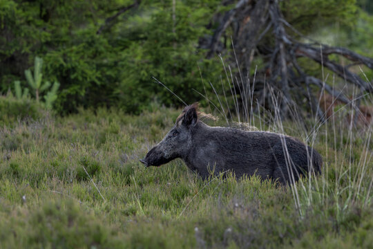 Die Wildschweinbache (Sus scrofa) in der Sommerdecke &uuml;berquert am Abend eine Heidefl&auml;che auf der Suche nach Nahrung, Juli, D&auml;nemark