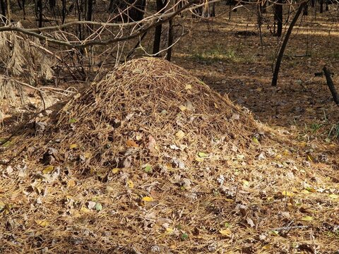 Large anthill built from pine needles in a sunlit autumn forest