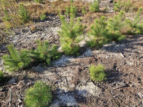 Small pine seedlings growing in cleared forest soil during reforestation efforts
