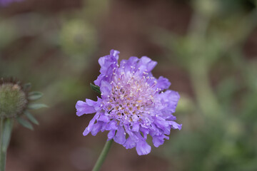 Obraz premium Close-Up of Purple Scabiosa Flower in Bloom