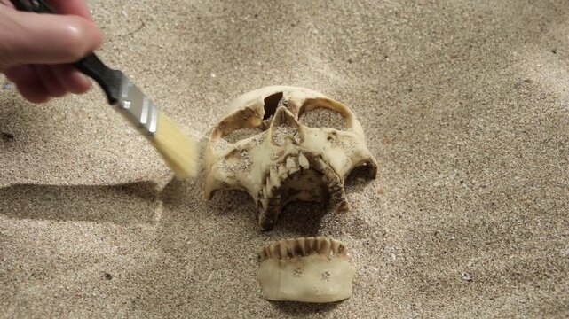 Archaeologist's hand brushes sand off skull close-up, archaeological excavations, discovery and recovery of finds