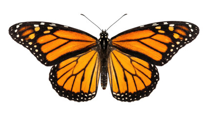 Monarch Butterfly with Spread Wings Isolated on White © KOM