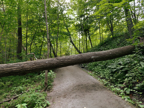 un arbre mature tomb&eacute; au sol dans un sentier