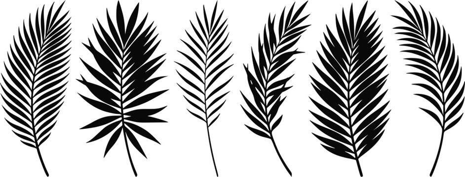 Set of black palm leaves silhouettes isolated on a white background for tropical summer design elements isolated on white background