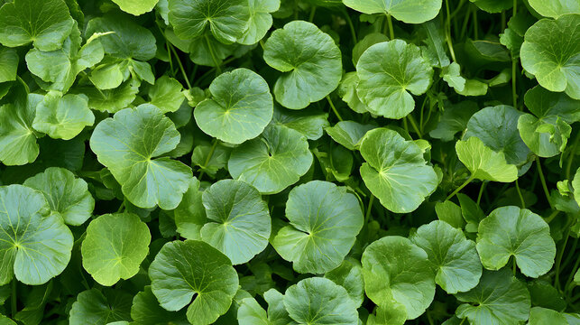 Dense Green Centella Asiatica Leaves as the Background