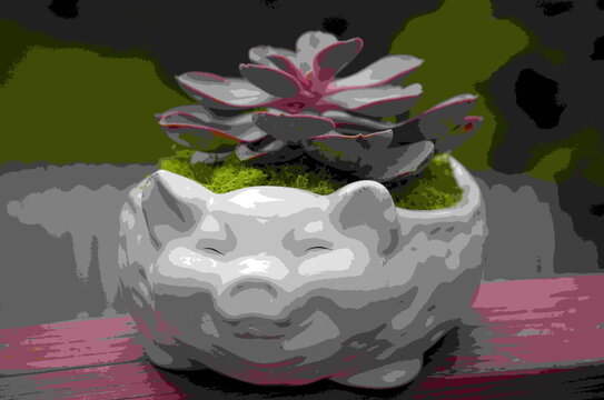 White Piggy planter with large Echiveria Succulent