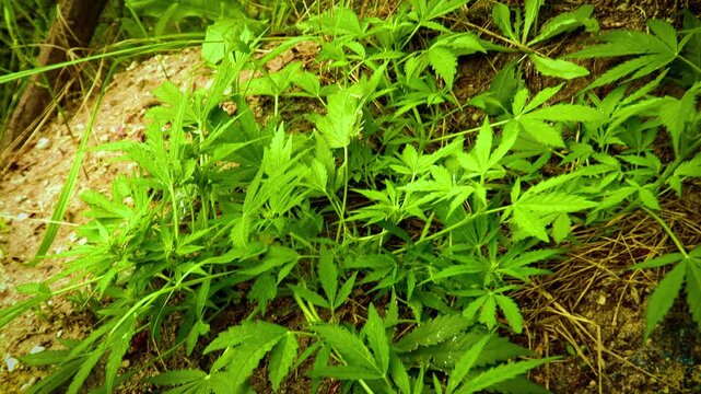 wild growing medical green cannabis