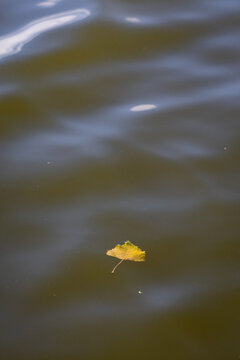 A tiny yellow leaf floats in open green water framed by soft rolling ripples and gentle light The minimal composition evokes calm space for text and a quiet mood of early fall