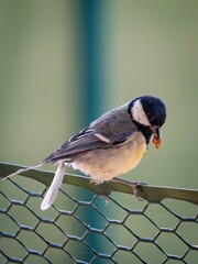 Great tit with prey in its beak © Matthias Hafner