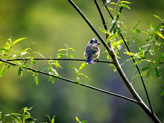 Blue tit on a branch in the forest © Matthias Hafner