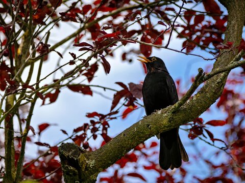 Blackbird sings on a branch