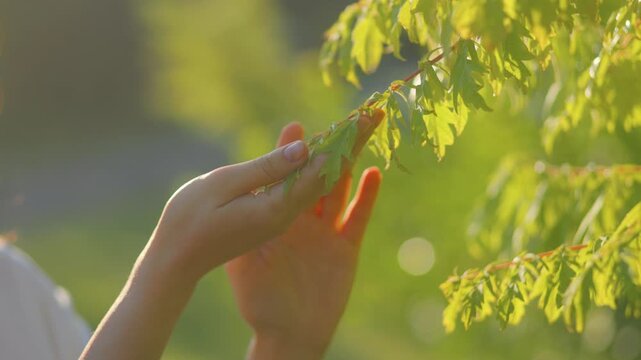 Close up of hands gently touching green tree leaves in warm morning sunlight.