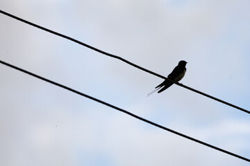 A lone swallow rests on power lines against a soft blue gray sky. The slim tail streamers and clean silhouette create a calm minimal composition that suggests freedom distance and quiet air