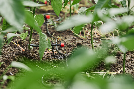 Drip irrigation system installed in a vegetable greenhouse. Close-up of drip irrigation of vegetables and plants.