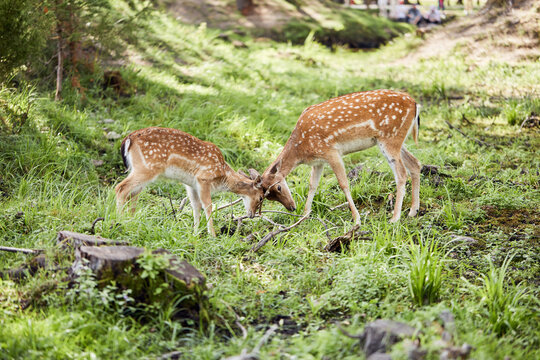 Fallow deers playing in the forest. Young spotted deer gently butting heads during summer interaction in nature