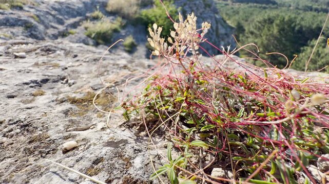A delicate Cuscuta dodder plant winds its red stems across rocky terrain in Crimea. This strange, parasitic climber creates a mysterious and intriguing atmosphere within the wild, sunlit landscape.