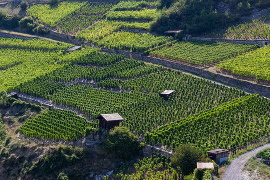 Vineyard on the Batiaz hillside in Martigny Switzerland