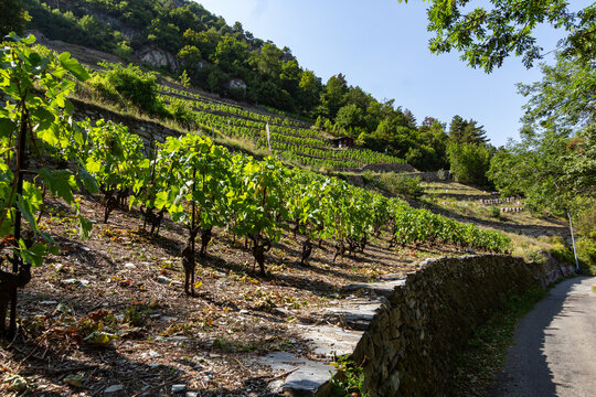 Vineyard on the Batiaz hillside in Martigny Switzerland