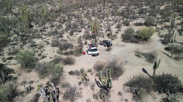 Aerial drone flyover shot of the beautiful desert wilderness in Baja California Sur, sweeping over giant cardon cacti and two cars parked off-road, with a stunning backdrop of rugged mountains
