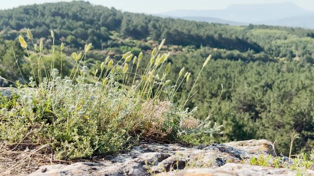 Wild grasses sway atop a rocky ledge, overlooking a vast pine forest in Crimea.