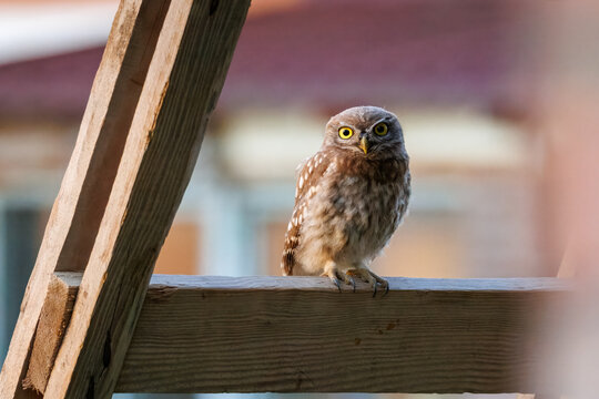 Close-up of a young little owl (Athene noctua) perched on a wooden ladder and looking toward the camera lens on a sunny summer evening. Wildlife photography with copy space.