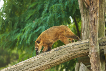 Fototapeta premium Coati roux en quête de nourriture dans son habitat naturel, explorant le sol de la forêt tropicale avec son long museau.