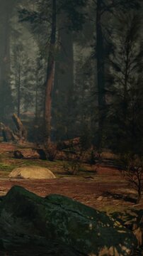 Sunlight shines through the tall trees in a forest. The ground is covered with leaves and rocks. Plants grow in patches around the trees. It is quiet and natural.