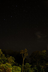 Starry Night Sky Over Tropical Trees and Forest Silhouettes With Long Exposure Night scape © Nicolas Ospina