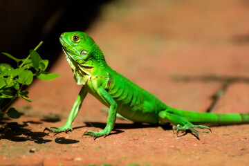 Bright Green Lizard on Brick Surface in Sunlight Close-Up Side Profile © Nicolas Ospina