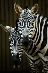 Obraz premium Close-Up Portrait Of Two Zebras With Bold Stripes Showing Intimacy And Natural Contrast