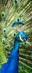 Vibrant Blue Peacock With Fanned Iridescent Feathers and Detailed Plumage Close-Up Portrait. © Nicolas Ospina