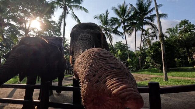 Elephant reaching out trunk for interaction in tropical environment